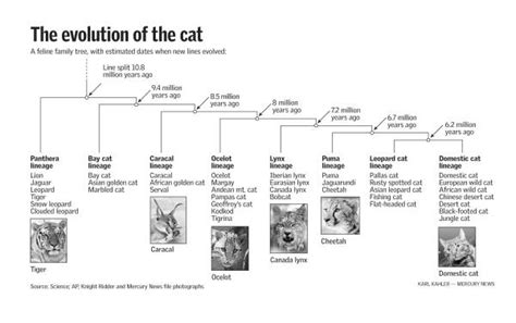 The black magic of the cat lineage